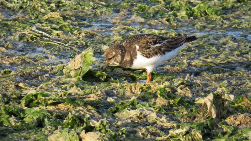 Tournepierre à collier sur la Marc Chica